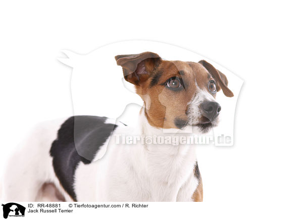 Jack Russell Terrier / Jack Russell Terrier / RR-48881