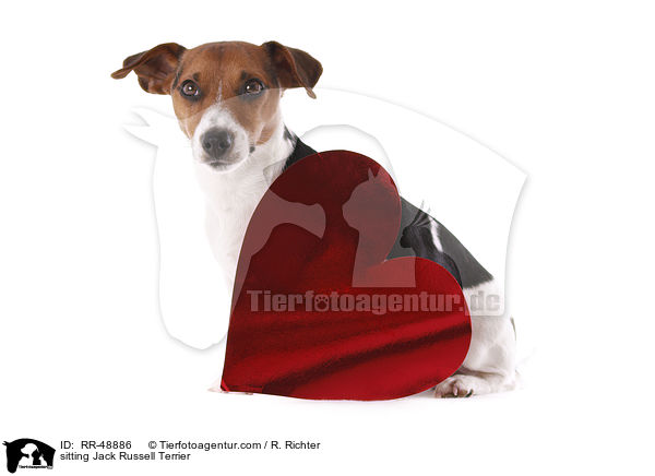 sitzender Jack Russell Terrier / sitting Jack Russell Terrier / RR-48886