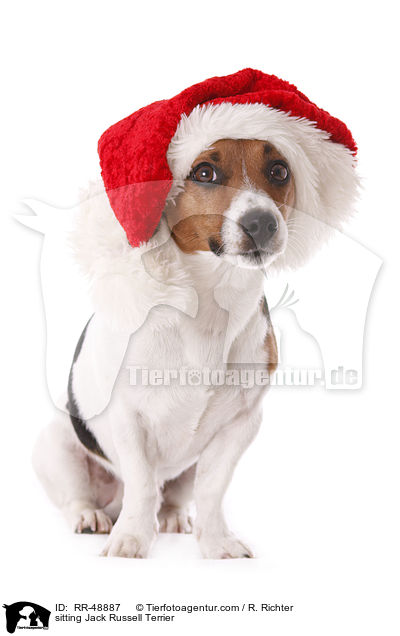 sitzender Jack Russell Terrier / sitting Jack Russell Terrier / RR-48887