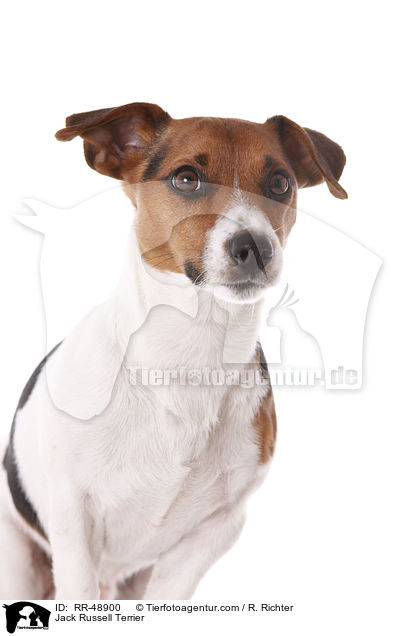Jack Russell Terrier / Jack Russell Terrier / RR-48900