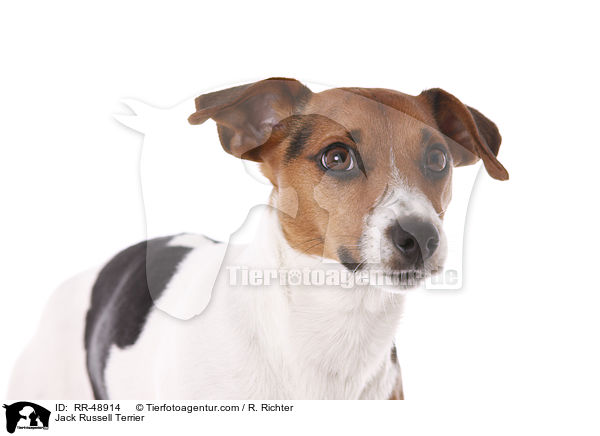 Jack Russell Terrier / Jack Russell Terrier / RR-48914