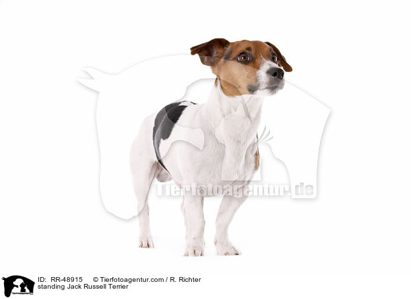 stehender Jack Russell Terrier / standing Jack Russell Terrier / RR-48915