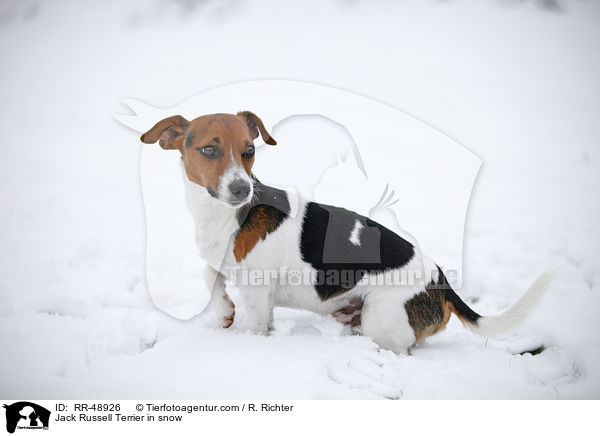 Jack Russell Terrier im Schnee / Jack Russell Terrier in snow / RR-48926