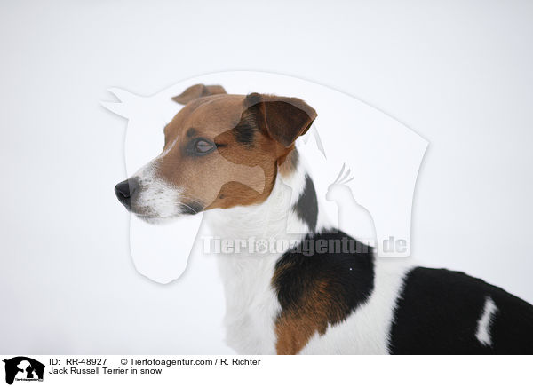 Jack Russell Terrier im Schnee / Jack Russell Terrier in snow / RR-48927