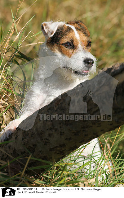 Parson Russell Terrier Portrait / Parson Russell Terrier Portrait / SS-30154