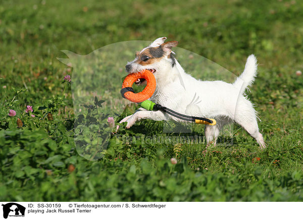 spielender Parson Russell Terrier / playing Parson Russell Terrier / SS-30159