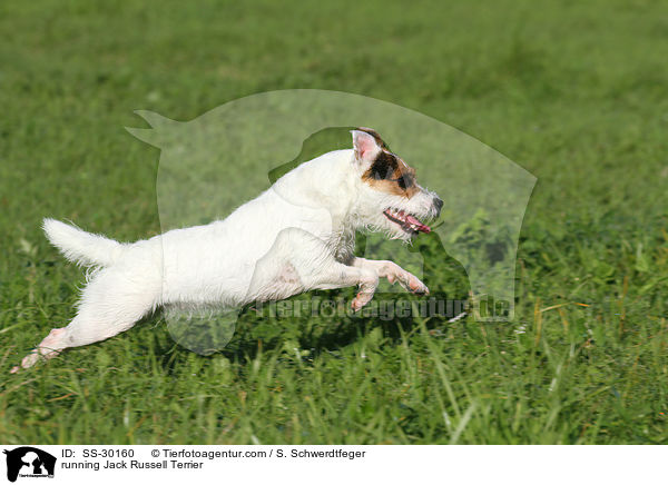 rennender Parson Russell Terrier / running Parson Russell Terrier / SS-30160