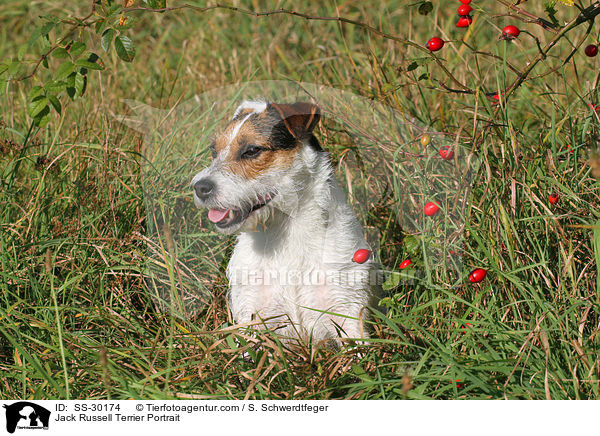 Parson Russell Terrier Portrait / Parson Russell Terrier Portrait / SS-30174