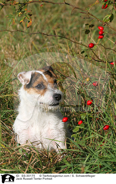Parson Russell Terrier Portrait / Parson Russell Terrier Portrait / SS-30175