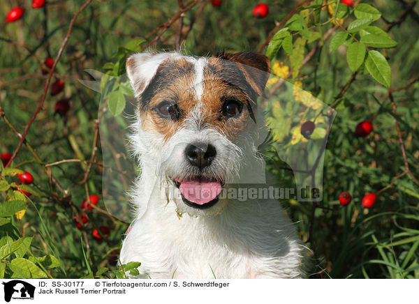Parson Russell Terrier Portrait / Parson Russell Terrier Portrait / SS-30177