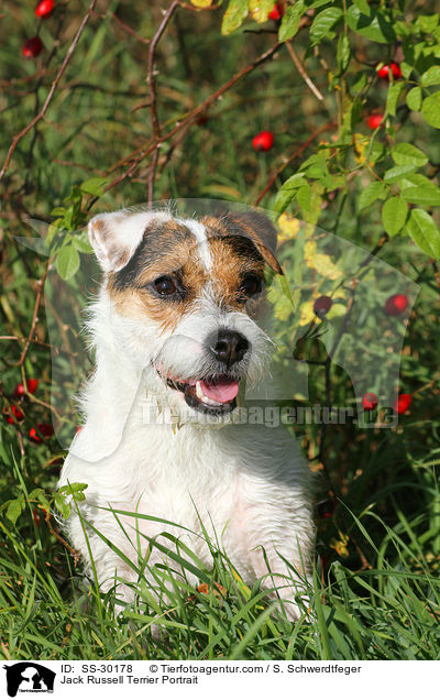 Parson Russell Terrier Portrait / Parson Russell Terrier Portrait / SS-30178