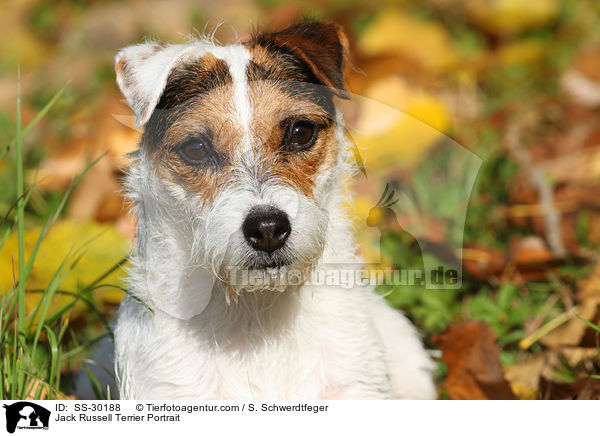 Parson Russell Terrier Portrait / Parson Russell Terrier Portrait / SS-30188