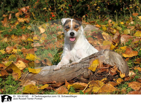 Parson Russell Terrier Portrait / Parson Russell Terrier Portrait / SS-30195