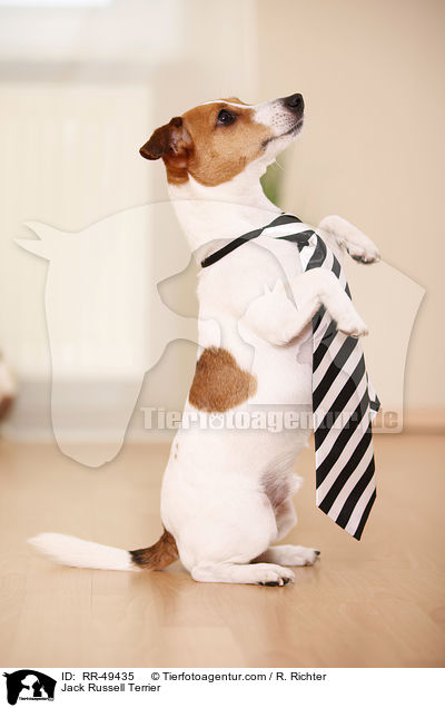 Jack Russell Terrier / Jack Russell Terrier / RR-49435