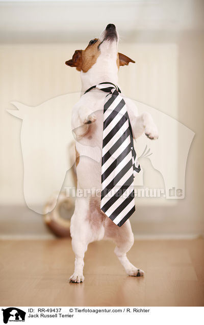 Jack Russell Terrier / Jack Russell Terrier / RR-49437