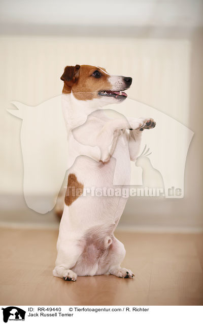 Jack Russell Terrier / Jack Russell Terrier / RR-49440