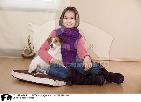 Jack Russell Terrier / Jack Russell Terrier / RR-49441