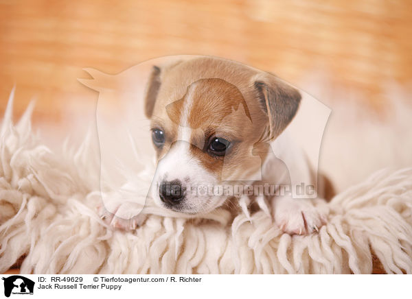 Jack Russell Terrier Welpe / Jack Russell Terrier Puppy / RR-49629