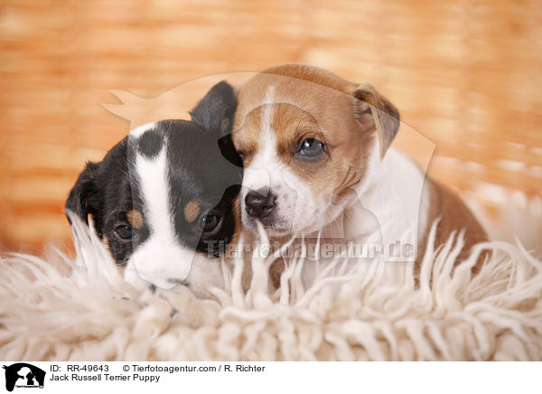 Jack Russell Terrier Welpe / Jack Russell Terrier Puppy / RR-49643