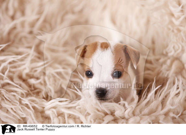 Jack Russell Terrier Welpe / Jack Russell Terrier Puppy / RR-49652