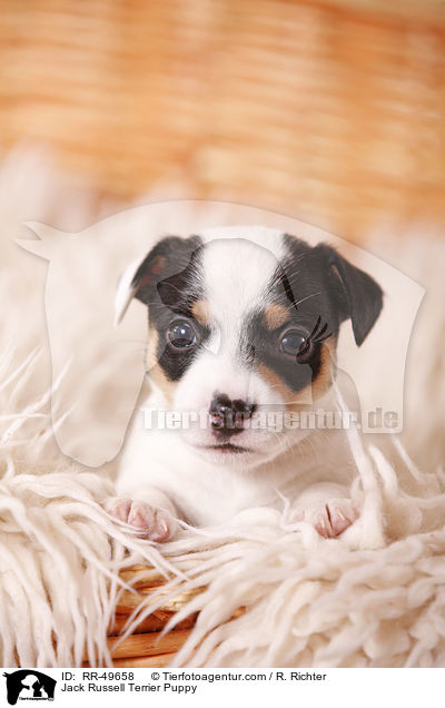 Jack Russell Terrier Welpe / Jack Russell Terrier Puppy / RR-49658