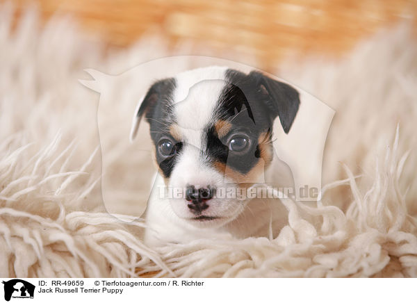 Jack Russell Terrier Welpe / Jack Russell Terrier Puppy / RR-49659