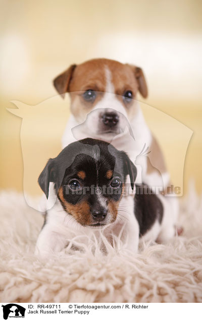 Jack Russell Terrier Welpe / Jack Russell Terrier Puppy / RR-49711