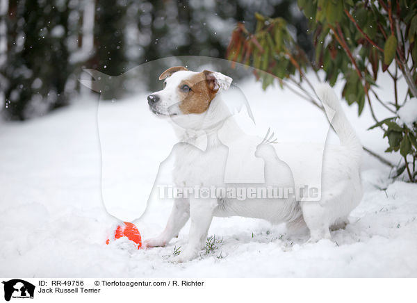 Jack Russell Terrier / Jack Russell Terrier / RR-49756
