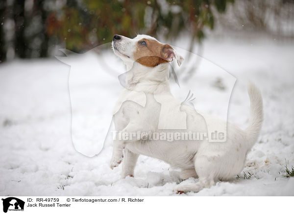 Jack Russell Terrier / Jack Russell Terrier / RR-49759