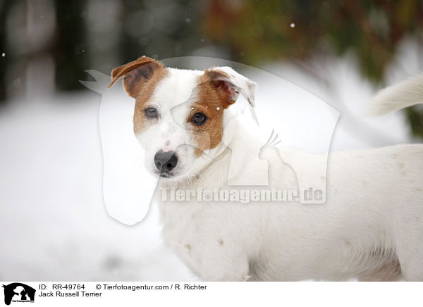 Jack Russell Terrier / Jack Russell Terrier / RR-49764