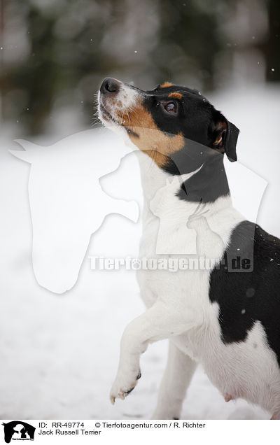 Jack Russell Terrier / Jack Russell Terrier / RR-49774