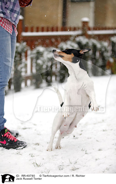 Jack Russell Terrier / Jack Russell Terrier / RR-49780