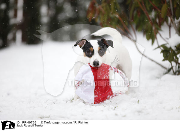 Jack Russell Terrier / Jack Russell Terrier / RR-49799