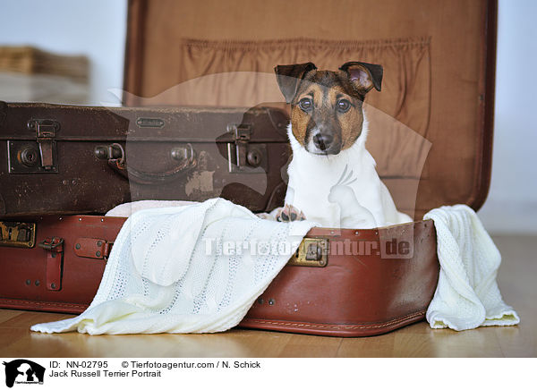 Jack Russell Terrier Portrait / Jack Russell Terrier Portrait / NN-02795