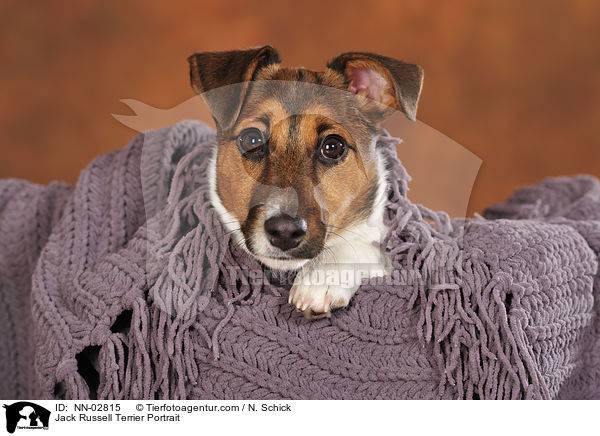 Jack Russell Terrier Portrait / Jack Russell Terrier Portrait / NN-02815