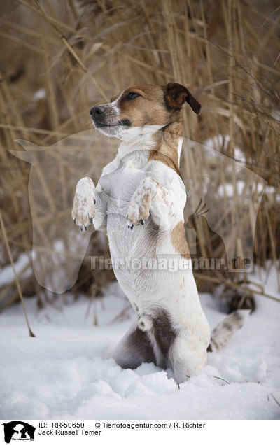 Jack Russell Terrier / Jack Russell Terrier / RR-50650