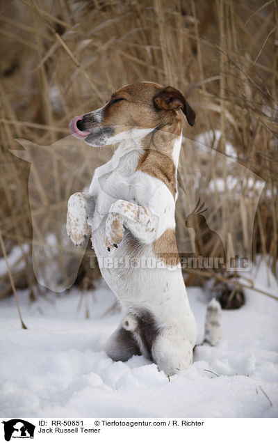 Jack Russell Terrier / Jack Russell Terrier / RR-50651