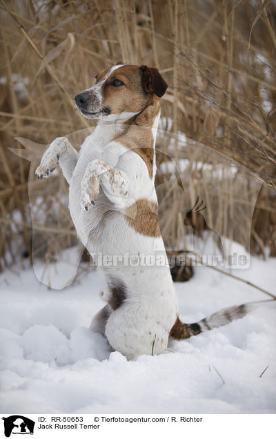 Jack Russell Terrier / Jack Russell Terrier / RR-50653