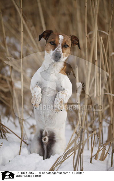 Jack Russell Terrier / Jack Russell Terrier / RR-50657