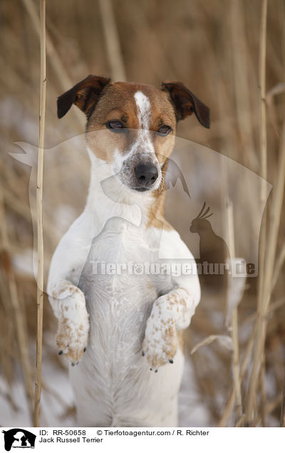 Jack Russell Terrier / Jack Russell Terrier / RR-50658