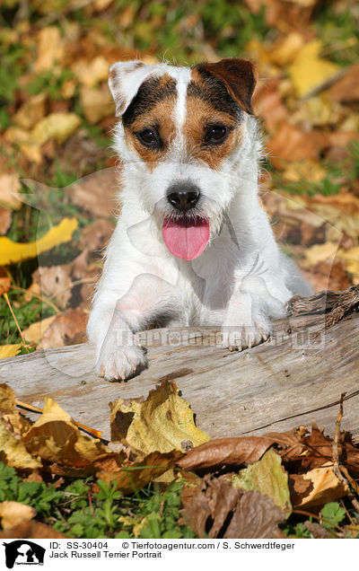 Parson Russell Terrier Portrait / Parson Russell Terrier Portrait / SS-30404