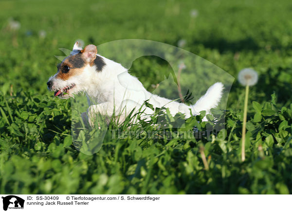 rennender Parson Russell Terrier / running Parson Russell Terrier / SS-30409