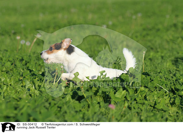 rennender Parson Russell Terrier / running Parson Russell Terrier / SS-30412