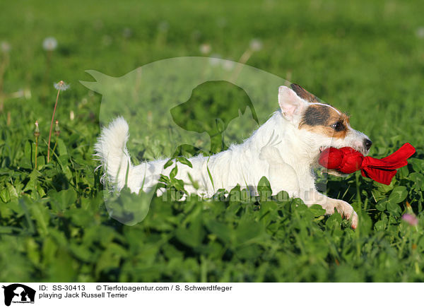 spielender Parson Russell Terrier / playing Parson Russell Terrier / SS-30413