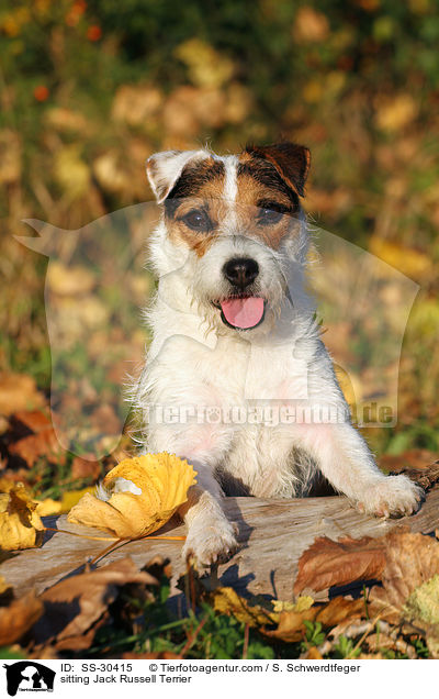 sitzender Parson Russell Terrier / sitting Parson Russell Terrier / SS-30415