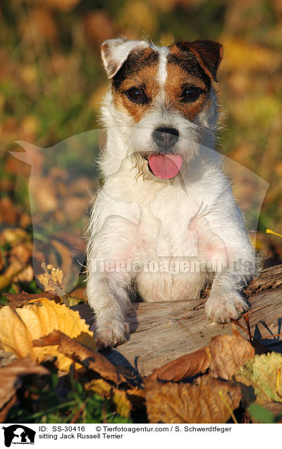 sitzender Parson Russell Terrier / sitting Parson Russell Terrier / SS-30416