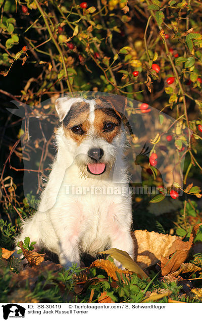 sitzender Parson Russell Terrier / sitting Parson Russell Terrier / SS-30419