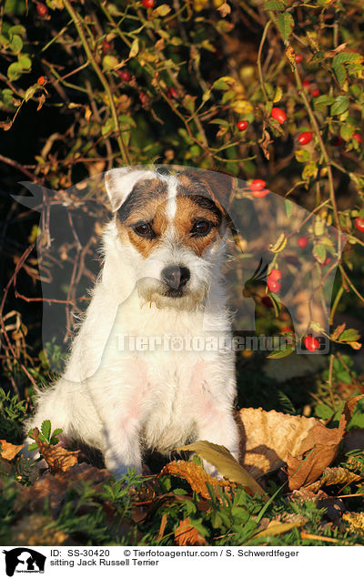 sitzender Parson Russell Terrier / sitting Parson Russell Terrier / SS-30420