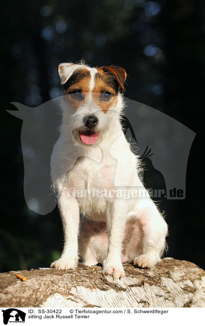 sitzender Parson Russell Terrier / sitting Parson Russell Terrier / SS-30422