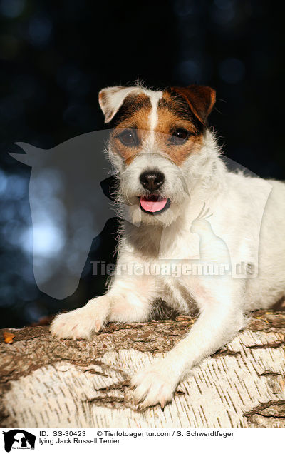 liegender Parson Russell Terrier / lying Parson Russell Terrier / SS-30423